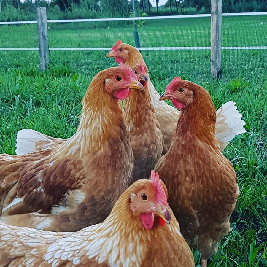 Corte Malpensata Bigarello Dış mekan fotoğraf