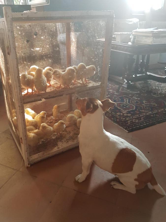 Corte Malpensata Bigarello Dış mekan fotoğraf