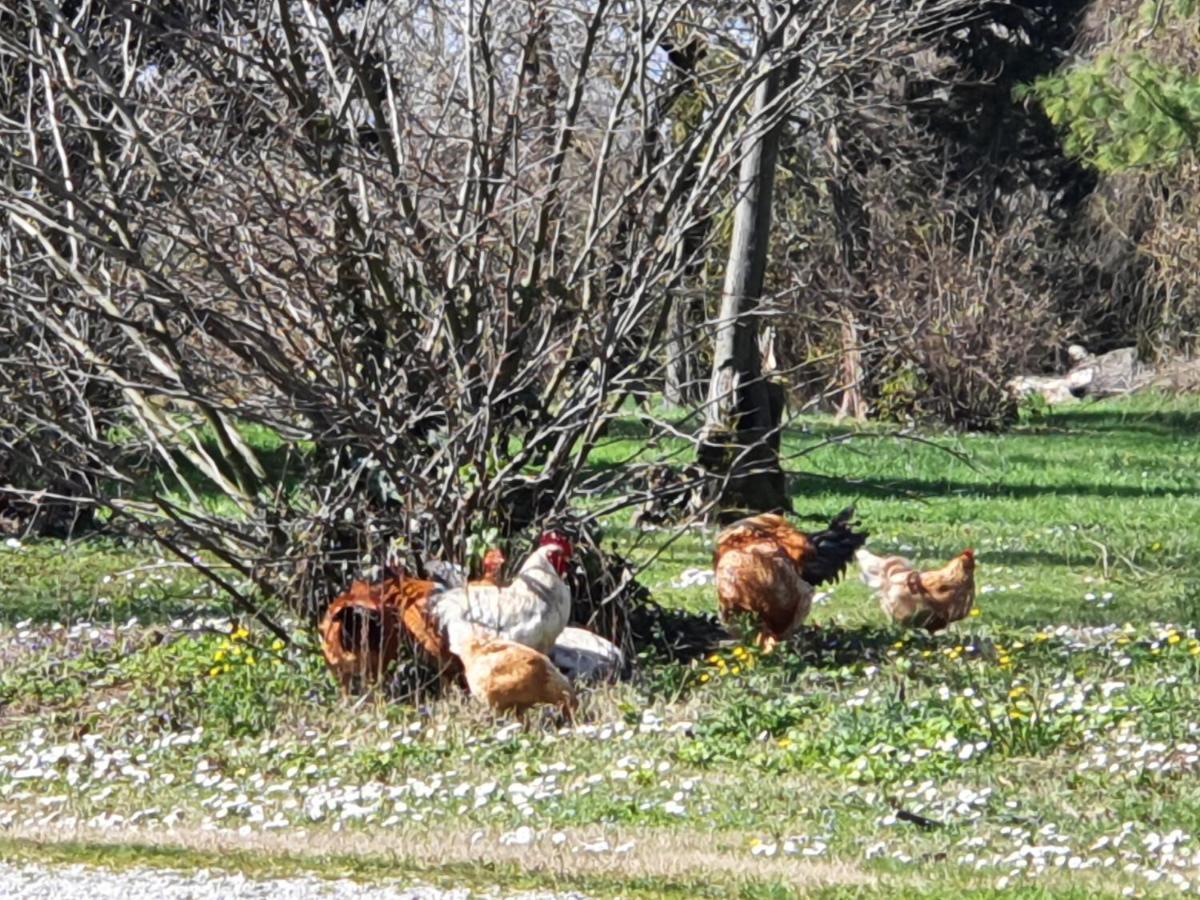 Corte Malpensata Bigarello Dış mekan fotoğraf