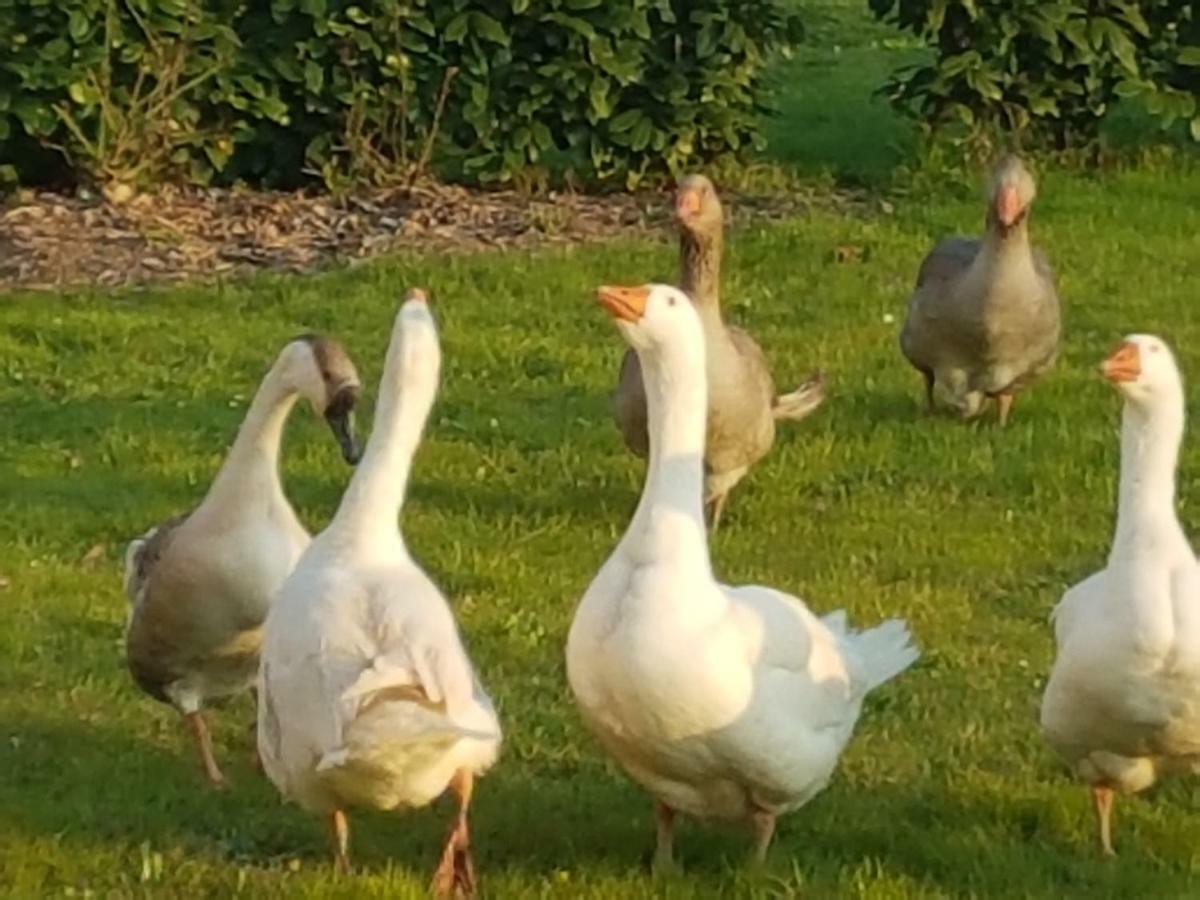 Corte Malpensata Bigarello Dış mekan fotoğraf